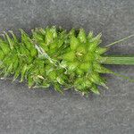 Carex cephalophora Плод