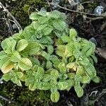 Cerastium glomeratum 整株植物