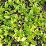 Polygonatum latifolium 葉