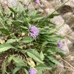 Scabiosa corsica 花