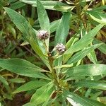 Globularia salicina Leaf