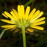 Buphthalmum salicifolium Kůra