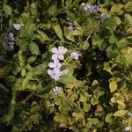 Plumbago auriculataFlower