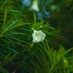 Cascabela thevetia Flor