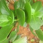 Crassula multicava Blad