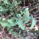 Moricandia arvensis Leaf