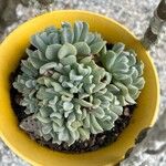 Echeveria runyoniiLevél