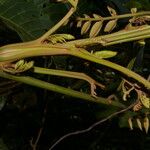 Tachigali costaricensis बार्क (छाल)