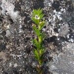 Euphrasia pectinata Flower