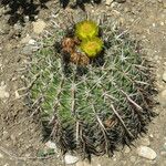 Ferocactus cylindraceus Habitat