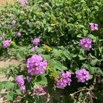 Lantana montevidensis Blomst