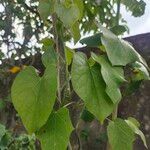 Tinospora crispa Hoja