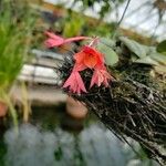 Cattleya cernua