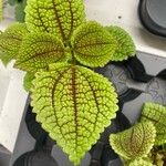 Pilea involucrataBlad