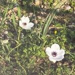 Erodium guttatum Blüte