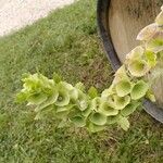 Moluccella laevis 整株植物