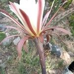 Cereus aethiops