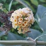 Buddleja globosa फूल