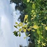 Brassica barrelieri Fleur