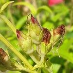 Penstemon hartwegii Meyve