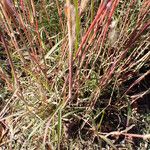 Bothriochloa barbinodis পাতা