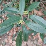 Viburnum propinquum Leaf