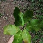 Curatella americana Fuelha
