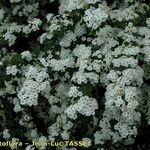 Spiraea media 其他