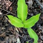 Dryopteris sieboldii Leaf