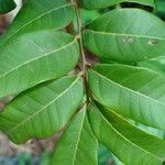 Dimocarpus longan Leaf