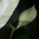Psychotria carthagenensis Hoja