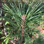 Pinus virginiana Leaf