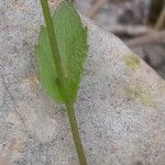 Arabis auriculata 葉