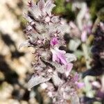 Stachys cretica Blomst