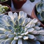 Echeveria colorataBlad