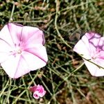 Convolvulus dorycnium Flower