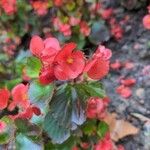 Begonia cucullata Květ