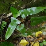 Asplenium sagittatum Natur