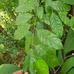 Sarcaulus brasiliensis Yaprak