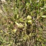 Phillyrea latifolia Fruit