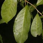 Laetia thamnia Leaf