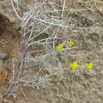 Helianthemum lippii Hábito