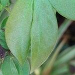 Calliandra tergemina Folha