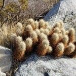 Echinocereus engelmannii Buveinė