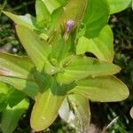 Lindernia dubia 葉