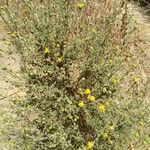 Pulicaria arabica Libunga