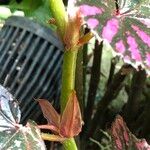 Begonia brevirimosa Bark