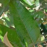 Harungana madagascariensis Hoja
