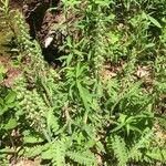 Pedicularis canadensis Folio