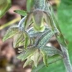 Epipactis microphylla Žiedas